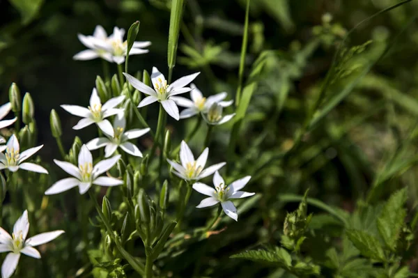 Dziki Ornithogalum Skraju Drogi Widzianej Bliska — Zdjęcie stockowe