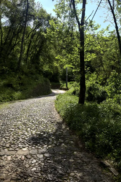 Einem Sonnigen Tag Bergauf Einem Wald — Stockfoto