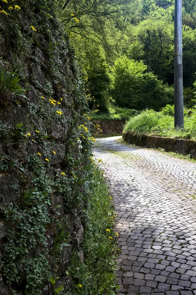 Δρόμος Στρωμένος Πικραλίδες Στην Άκρη Του Που Συνορεύει Πέτρινο Τοίχο — Φωτογραφία Αρχείου