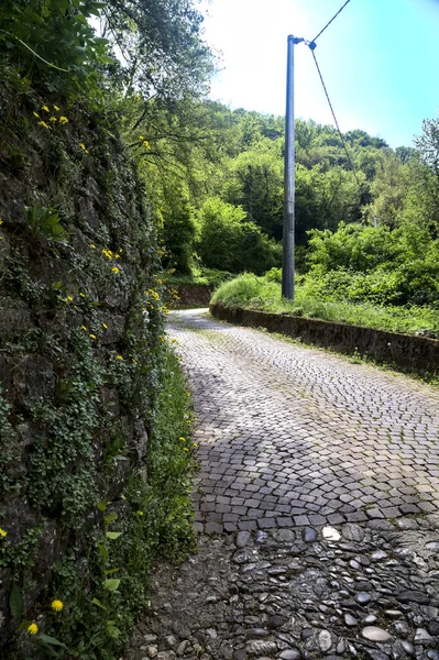 Paved Road Dandelions Its Edge Bordered Stone Brick Wall Forest — Stock Photo, Image