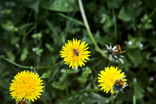 Méhecske Egy Pitypangon Közelről — Stock Fotó