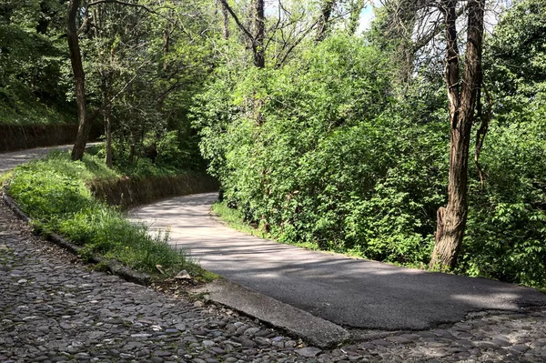 Widelec Leśnej Drodze Między Utwardzoną Drogą Pod Górę Asfaltowaną Drogą — Zdjęcie stockowe