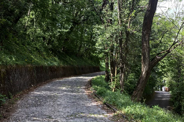 Fork in a forest road between an uphill paved road and an asphalted downhill road