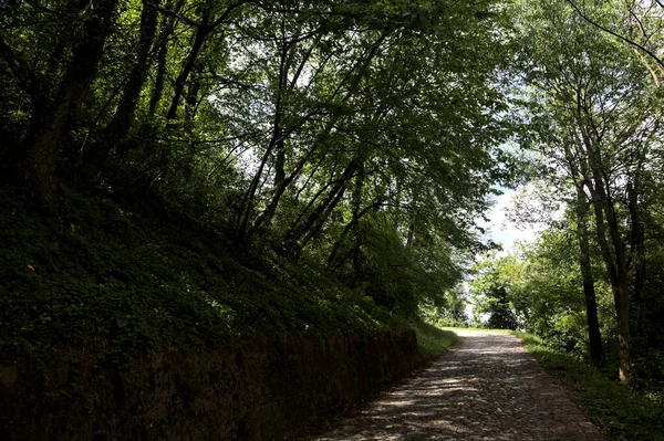 Doble Camino Pavimentado Bosque Con Cielo Despejado Con Nubes Fondo — Foto de Stock