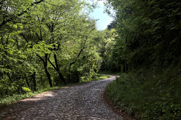 Estrada Obscura Uma Floresta Dia Ensolarado — Fotografia de Stock