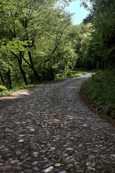 Schattige Straße Wald Einem Sonnigen Tag — Stockfoto