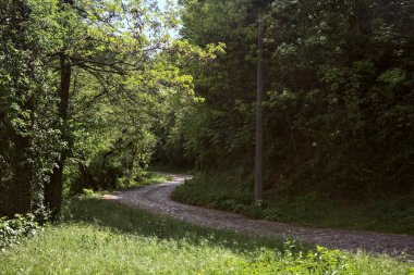 Güneşli bir günde, ormanda gölgeli bir yol