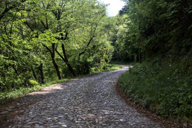 Güneşli bir günde, ormanda gölgeli bir yol