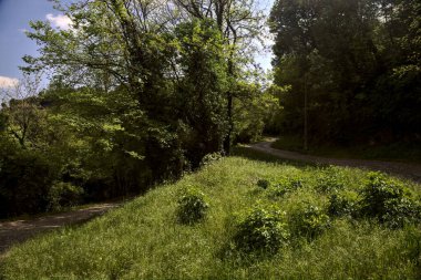 Güneşli bir günde, dağda bir ormanın ortasında yol