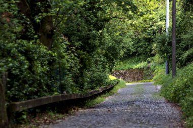Güneşli bir günde, ormanda gölgeli bir yol