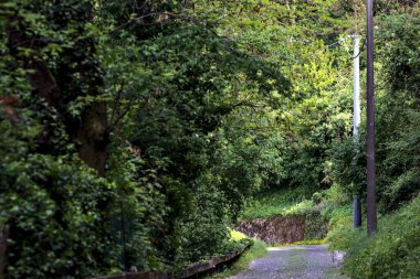 Güneşli bir günde, ormanda gölgeli bir yol