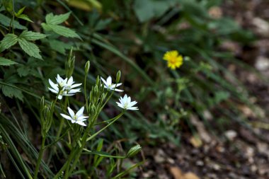 Yolun kenarındaki yabani çiçekler yakından görülüyor.