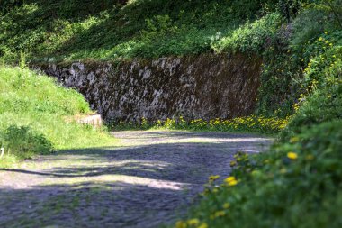Güneşli bir günde, ormanın kenarında taş bir tuğla duvarla çevrili karahindibalarla dolu bir yol.