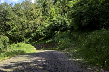 Ormanda asfalt bir yol var. Ağaçların arasında toprak bir patika var.
