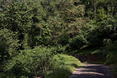 Güneşli bir günde, dağda bir ormanın ortasında yol