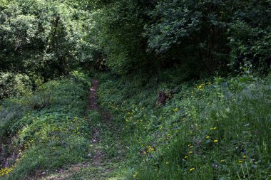 Ormandaki toprak yol ormana çıkar.