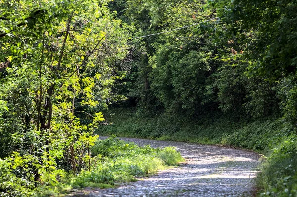 Route Ombragée Dans Une Forêt Par Une Journée Ensoleillée — Photo