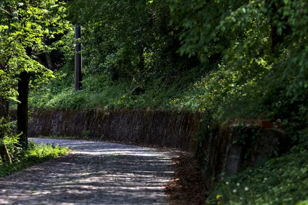 Dlážděná Cesta Pampeliškami Jejím Okraji Lemovaná Kamennou Cihlovou Zdí Lese — Stock fotografie