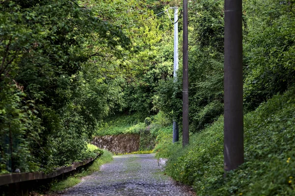 Estrada Obscura Uma Floresta Dia Ensolarado — Fotografia de Stock
