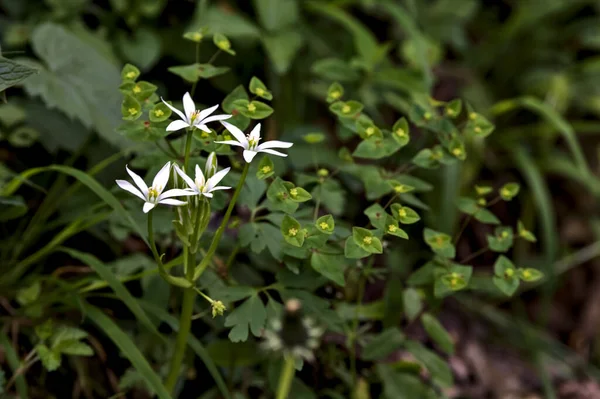 Dziki Ornithogalum Skraju Drogi Widzianej Bliska — Zdjęcie stockowe