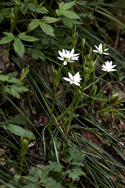 Dziki Ornithogalum Skraju Drogi Widzianej Bliska — Zdjęcie stockowe