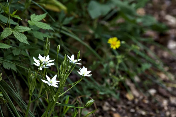 Wild Flowers Edge Road Seen Close — Stock Photo, Image