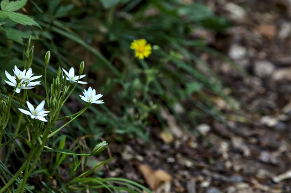 Fiori Selvatici Margini Una Strada Vista Vicino — Foto Stock