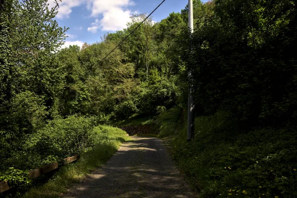 Camino Medio Bosque Una Montaña Día Soleado — Foto de Stock