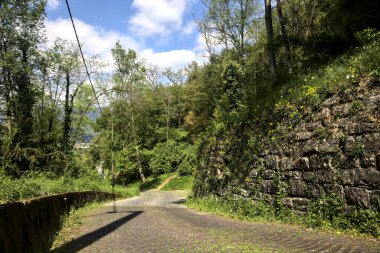 Güneşli bir günde, ormanın kenarında taş bir tuğla duvarla çevrili karahindibalarla dolu bir yol.