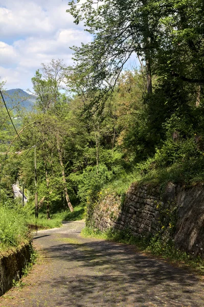 Dlážděná Cesta Pampeliškami Jejím Okraji Lemovaná Kamennou Cihlovou Zdí Lese — Stock fotografie
