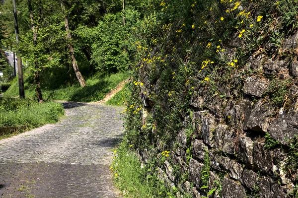 Camino Pavimentado Con Dientes León Borde Bordeado Por Una Pared —  Fotos de Stock