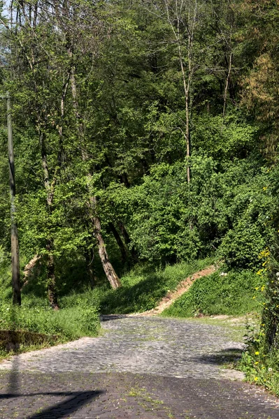 Downhill paved road in a forest forking with a dirt path that goes in the wood