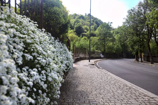 Blühende Büsche Auf Dem Pflaster Einer Straße Rande Einer Italienischen — Stockfoto