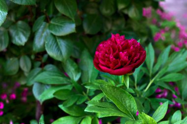 Kırmızımsı şakayık çalıların arasında çiçek açıyor.