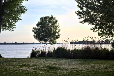 Gün batımında gölün kıyısında ıssız genç bir ağaç.