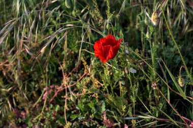 Gün batımında çimlerde haşhaş Yakından bakıldığında