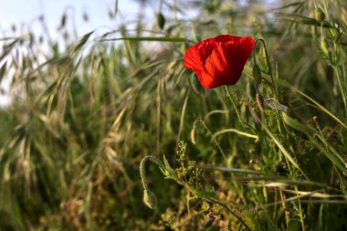 Gün batımında çimlerde haşhaş Yakından bakıldığında