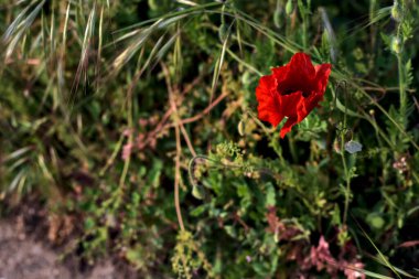 Gün batımında çimlerde haşhaş Yakından bakıldığında
