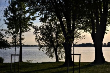 Gün batımında gölün kıyısında ıssız genç bir ağaç.