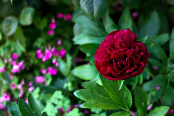 Bíbor Bazsarózsa Virágzik Bokorban — Stock Fotó