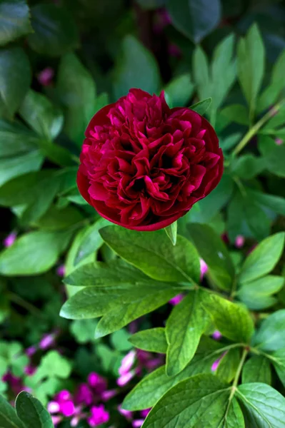 Crimson Peony Bloom Bush — Stock Photo, Image