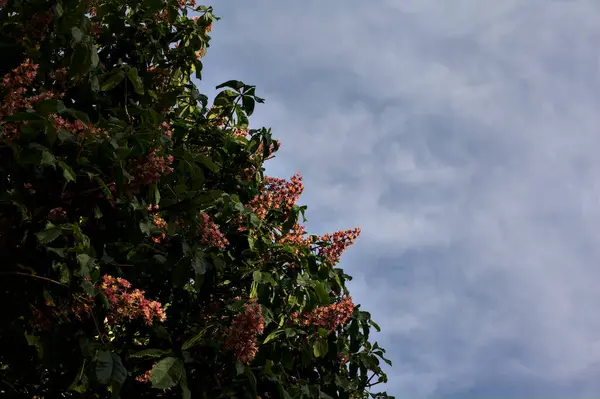 Небо Закате Облаками Обрамленными Верхушкой Дерева — стоковое фото