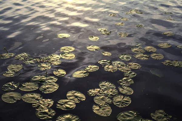 Almohadillas Lirio Flores Lago Atardecer Visto Cerca —  Fotos de Stock