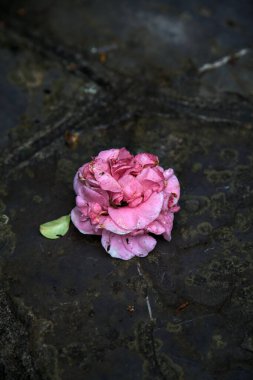 Bir yağmurdan sonra asfalt bir yolda Azalea