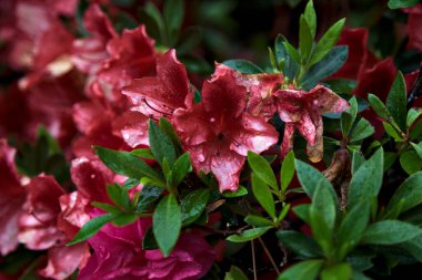 Çiçek açan kırmızı rhododendron yakından görülüyor