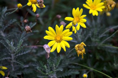 Sarı doronicum çiçek açmış çalıların arasında yakından görülüyor.
