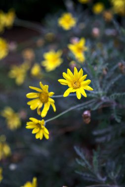 Sarı doronicum çiçek açmış çalıların arasında yakından görülüyor.