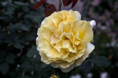 Sarı gül çiçek açmış çalıların arasında yakından görülüyor.