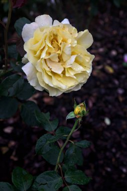 Sarı gül çiçek açmış çalıların arasında yakından görülüyor.