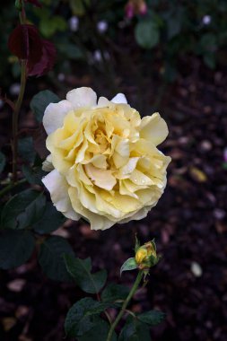 Sarı gül çiçek açmış çalıların arasında yakından görülüyor.